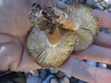 Tricholoma vaccinum image