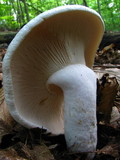 Lactarius piperatus image