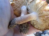 Tricholoma vaccinum image