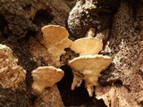 Trametes gibbosa image