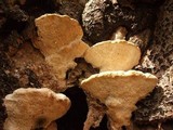 Trametes gibbosa image