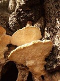 Trametes gibbosa image