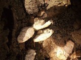 Trametes gibbosa image