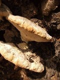 Trametes gibbosa image