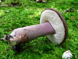 Tylopilus plumbeoviolaceus image