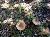 Russula compacta image