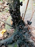 Daldinia asphalatum image