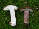 Tylopilus plumbeoviolaceus image