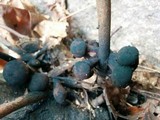 Daldinia asphalatum image