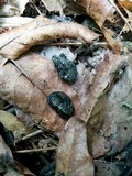 Daldinia asphalatum image