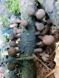 Daldinia asphalatum image