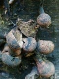 Daldinia asphalatum image