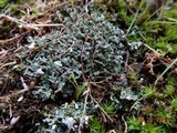 Cladonia sobolescens image