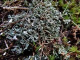 Cladonia sobolescens image