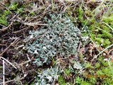 Cladonia sobolescens image