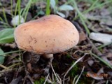 Lactarius volemus image