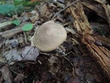 Leccinum snellii image