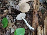 Leccinum snellii image