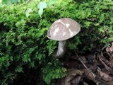 Leccinum snellii image