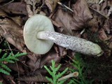 Leccinum snellii image