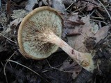 Paxillus involutus image