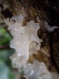 Tremella fuciformis image