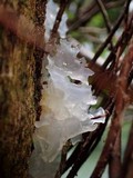 Tremella fuciformis image