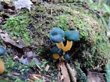 Leotia viscosa image