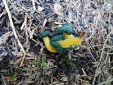 Leotia viscosa image
