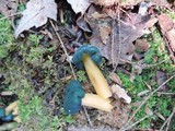 Leotia viscosa image