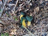 Leotia viscosa image