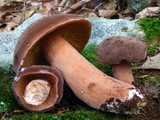 Lactarius corrugis image