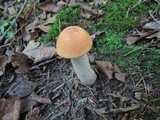 Leccinum insigne image