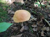 Leccinum insigne image