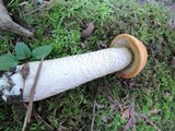 Leccinum insigne image