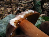 Lactarius corrugis image