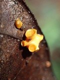 Moelleriella turbinata image
