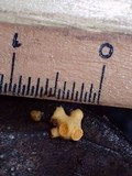 Moelleriella turbinata image
