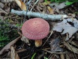 Suillus spraguei image