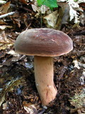 Lactarius corrugis image