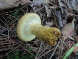 Suillus decipiens image