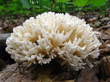 Tremellodendron pallidum image
