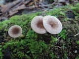 Lactarius griseus image
