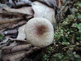 Lactarius griseus image