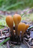 Microglossum fumosum image