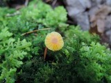 Hygrocybe aurantioviscida image