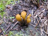 Microglossum fumosum image