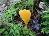 Microglossum rufum image