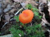Hygrocybe miniata image