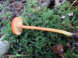 Hygrocybe miniata image
